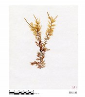 藏品(大羽苔)的圖片